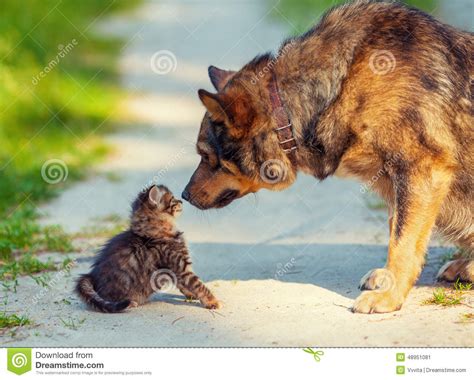 Little Kitten And Big Dog Stock Image Image Of Cute