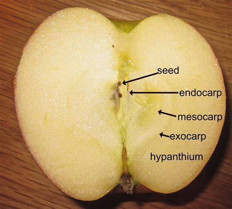 Fleshy Fruits Tree Guide Uk Fleshy Fruits