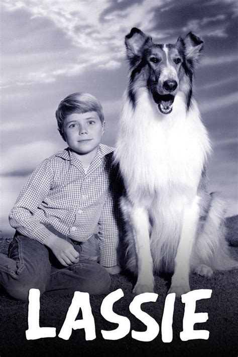 Lassie 1954 Tv Series Alchetron The Free Social Encyclopedia