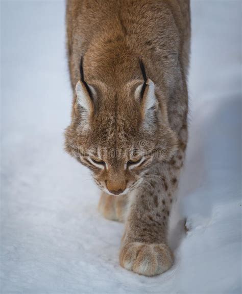 Lynx In Snow Winter Forest Stock Photo Image Of Lynx 107551738