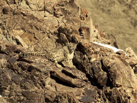 Snow Leopard Tracking Holidays In 2024 And 2025 Responsible Travel