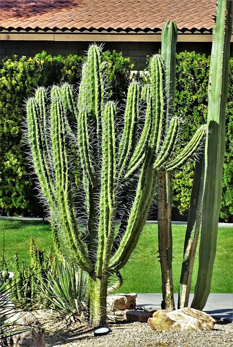 Toothpick Cactus (Stetsonia coryne) - Garden.org