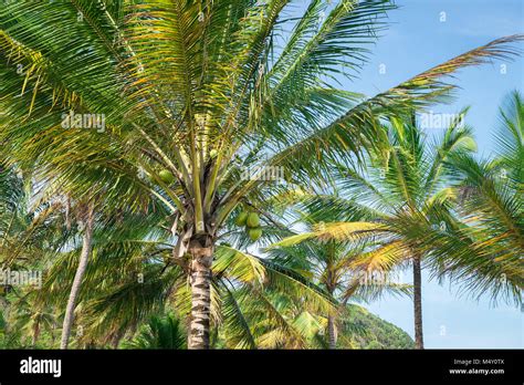 Coconut Palm Tree Perspective View From Bottom Floor Stock Photo Alamy