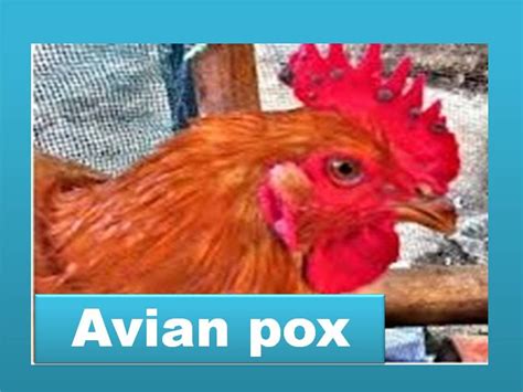 Avian Pox In Your Chickens How Can They Get Infected And How To Prevent