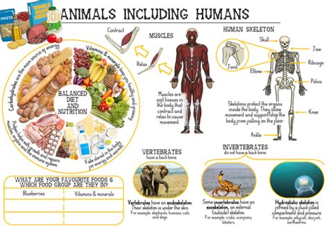 Animals Including Humans Y3 Knowledge Organiser Teaching Resources