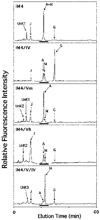 Reversed Phase HPLC Chromatograms Of Skeletal PA Sugar Chains Derived Download Scientific