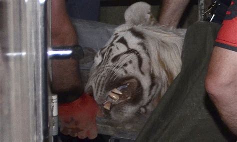 Georgia Police Shoot Tiger That Killed Man After Zoo Escape World