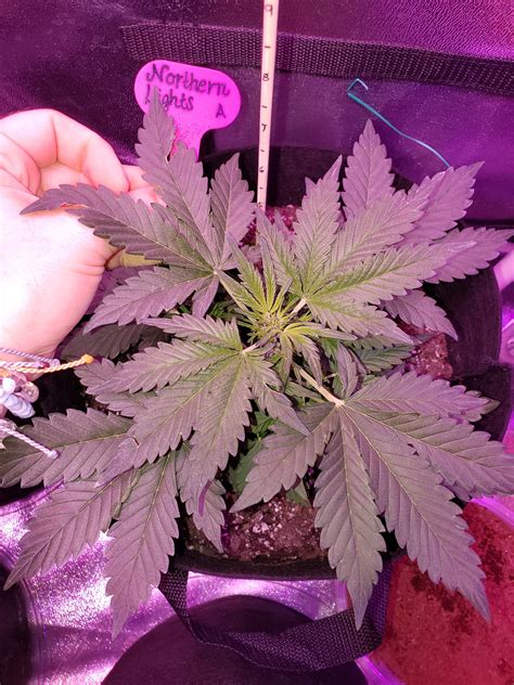 Ilgm Northern Lights Autoflower 2 Grow Diary Journal Week3 By