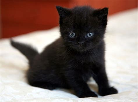 American Shorthair Black Cat The Best Dogs And Cats