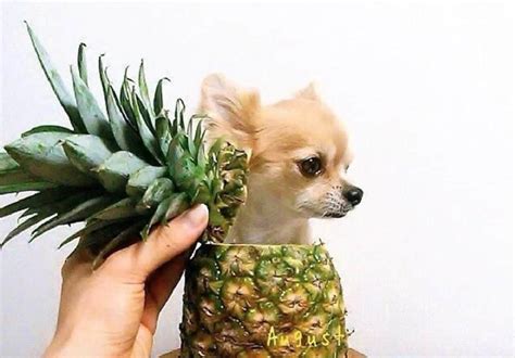 Yes, you can give them in very small amount. Can Dogs Eat Pineapples? Health Benefits, Side Effects & Tips