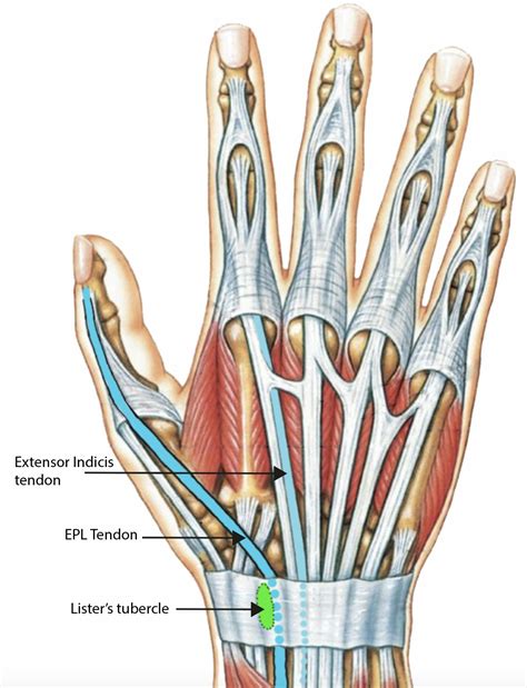 Tendões Da Mão Anatomia