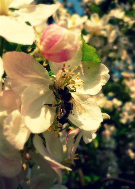Oh Sweet Nectar Nectar Apple Flowers Sweet
