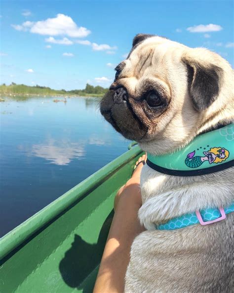 5465 Likes 27 Comments Loulou The Pug Pugloulou On Instagram