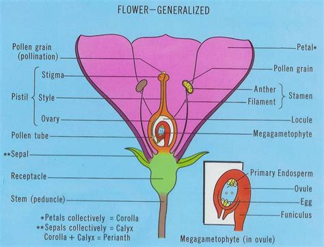 But, do you know all the other important parts of the flower? BI 252 CH 30 & 40 Angiosperms - StudyBlue