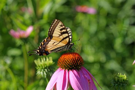 Mariposa Del Este De Swallowtail Del Tigre Foto De Archivo Imagen De