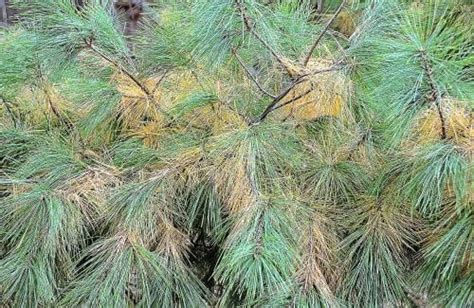 Master Gardeners Brown Needles On Pine Trees Have Many Causes Tulsa