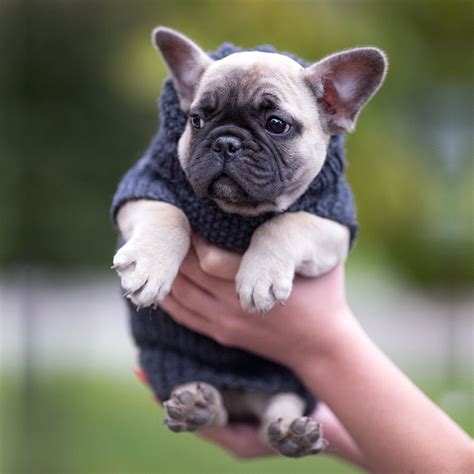 You don't need to pay $100,000 for a micro machine either; Our breeding - French Bulldog Breed