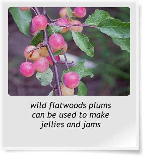 298 Best Images About Wild Edible Florida Plants And Weeds On Pinterest