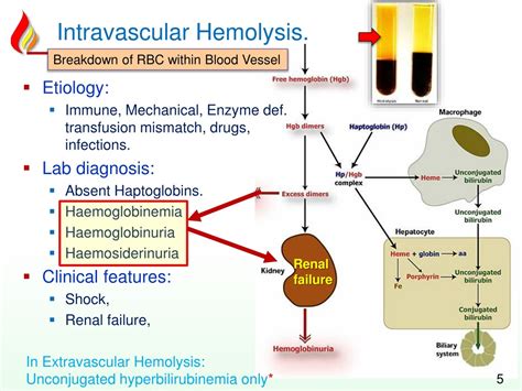 Ppt Anemia3 Hemolytic Acquired Powerpoint Presentation Free Download