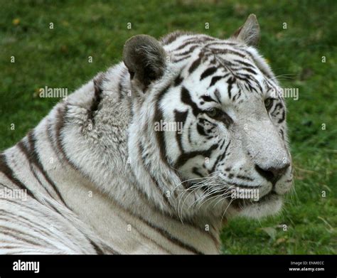 Female White Bengal Tiger Panthera Tigris Tigris Closeup Of The Head