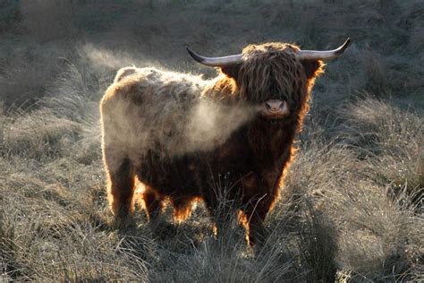 Highland Coo Baby Its Cold Out Here Scottish Highland Cow