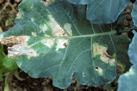 How To Identify Prevent And Treat Bacterial Leaf Spot On Turnip Crops