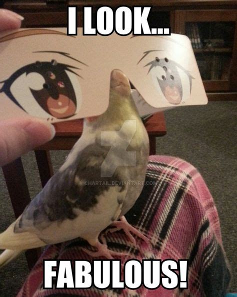 Pin By Derpy Burger On Memes Funny Parrots Funny Birds Bird Meme