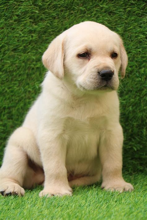 Labrador Retriever Labrador For Sale Near Me Dav Pet Lovers