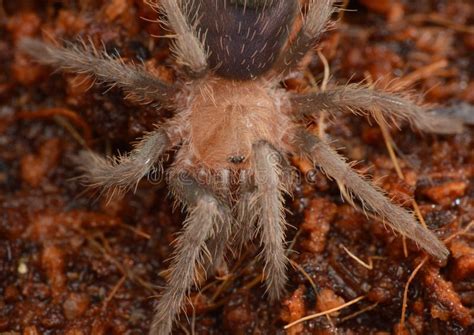 Theraphosidae Sp Roatan Stock Image Image Of Island 269029899