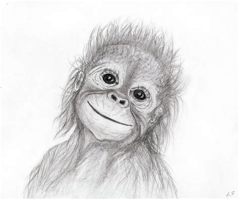 Orangutan Drawing Skill