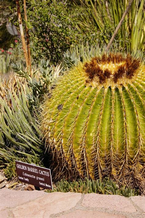 Golden Barrel Cactus Echinocactus Grusonii I Stock Photo Image Of