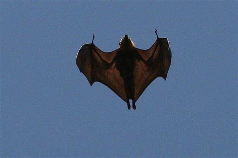 Flying Bat Fly Sky Animals Bat Hd Wallpaper Peakpx