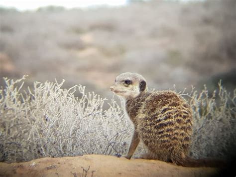 Meerkat Magic Oudtshoorn 2021 All You Need To Know Before You Go