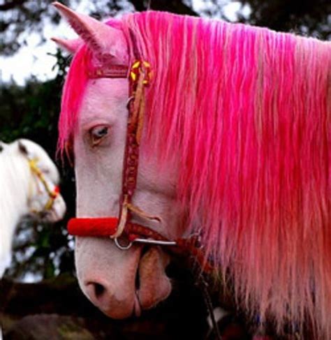 Pin By Kitty Brenias On Color Rare Horse Colors Horse Coloring Horses