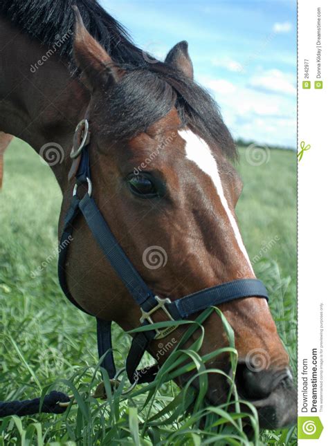 Horse Eating Grass Royalty Free Stock Photography Image 2642977