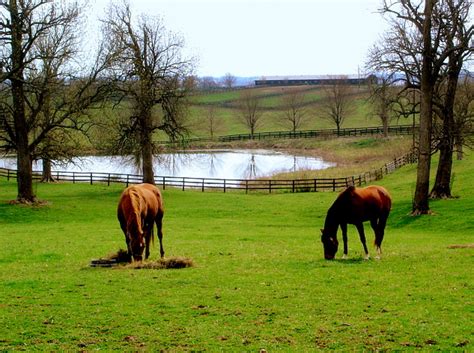 Photo Horse Farm In Bluegrass Country South Of Paris Kentucky
