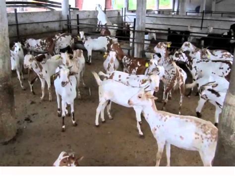 Commercial Goat Farming Part 2 By Akbar Qureshi Farm Youtube Youtube