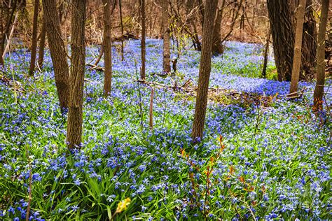 Blue Flowers In Spring Forest Photograph By Elena Elisseeva Fine Art