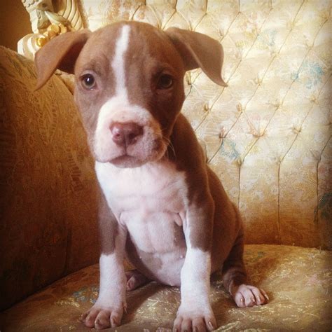Cute Baby Pitbull Pitbulls Cute Puppies Puppies