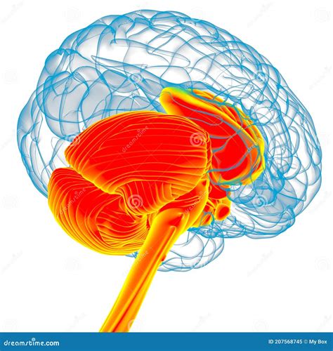 Anatomia Delle Parti Interne Del Cervello Umano Per Il Concetto Medico
