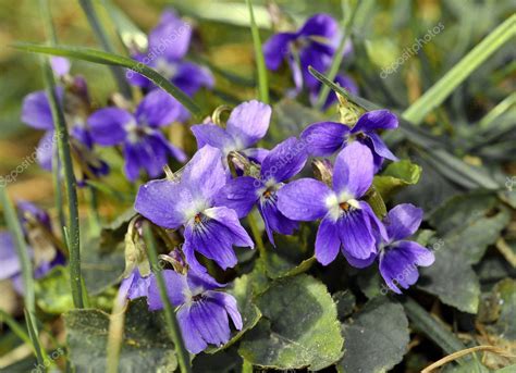 Wild Violets Flowers Blooming In Spring Meadow — Stock Photo © Iluziaa