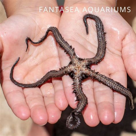 5 Easy And Reef Safe Starfish For The Aquarium Maryland Aquarium Design