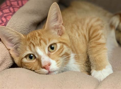 Read about their age, breed, and personality traits, and consider sponsoring a cat today! Cats affected by Milepost 97 Fire head to Cat Adoption ...