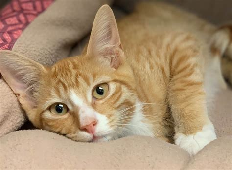 This adorable picture shows a kitten playing with a ball of wool. Cats affected by Milepost 97 Fire head to Cat Adoption ...