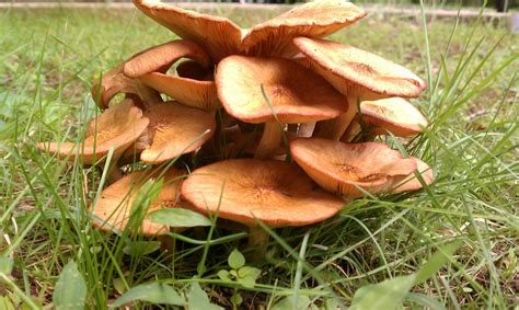 Check spelling or type a new query. Possible ringless honey mushroom - Mushroom Hunting and ...