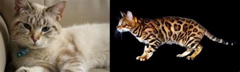 Siamese Tabby Vs Bengal Breed Comparison Mycatbreeds Hot Sex Picture
