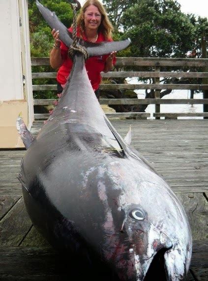 International Fishing News New Zealand 907 Lb Monster Size Bluefin