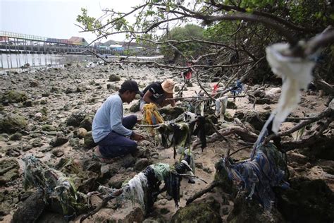 Hutan Mangrove Pesisir Utara Jawa Tengah Terancam Sampah Plastik My