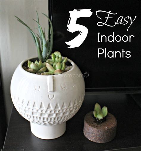 5 Easy Indoor Plants Naturally Glam Jonna Scott Blakes