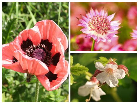 10 June Flowering Plants To Add Colour To Your Garden Saga